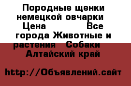 Породные щенки немецкой овчарки › Цена ­ 24 000 - Все города Животные и растения » Собаки   . Алтайский край